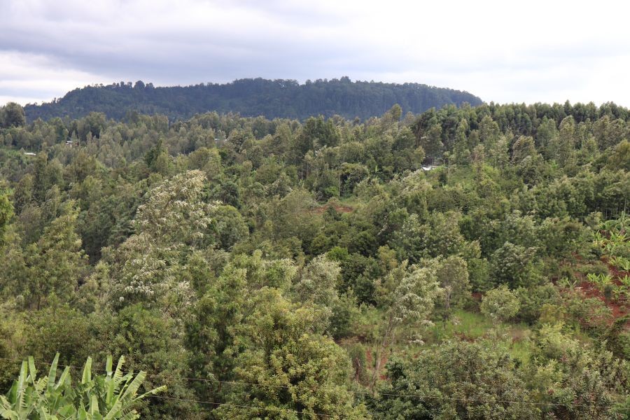 Družstvo Mugaga Farmers' Cooperative Society sdružuje 3 000 drobných farmářů