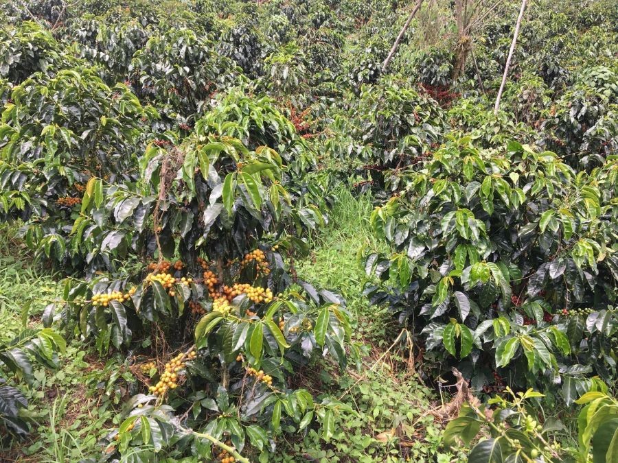 Kávovníková plantáž El Diamante