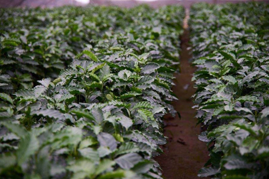 Kávová plantáž Mexico Dos Rios