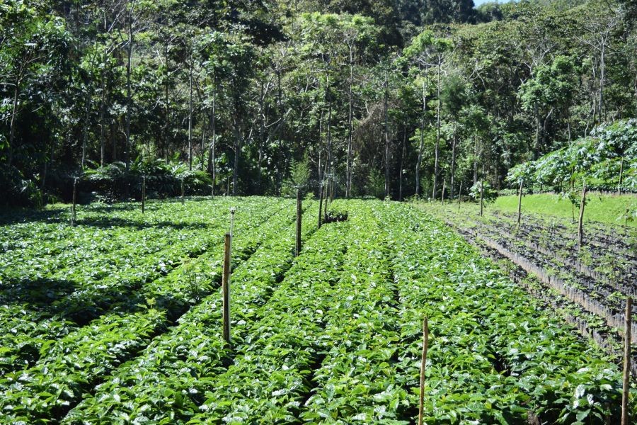 Kávová plantáž Nikaragua Finca Aurora