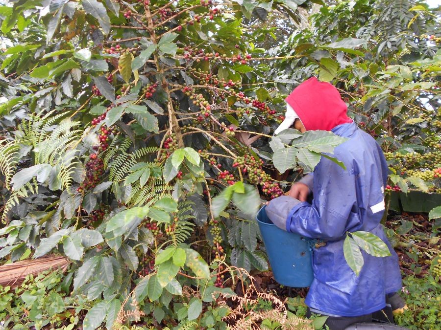 Rodinná farma Kolumbie Patio Bonito