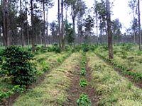 Pěstování kávy v Africe