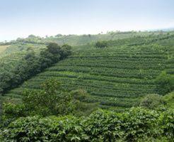 Pěstování kávy v Jižní a Střední Americe