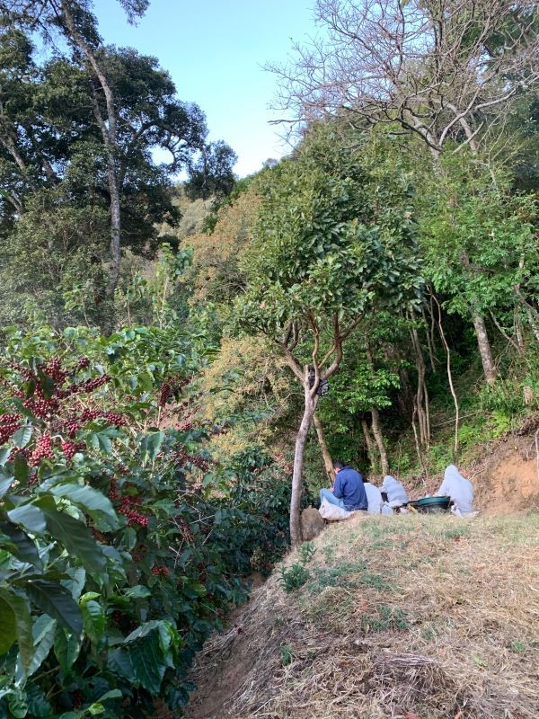 Farma Kostarika El Cedral