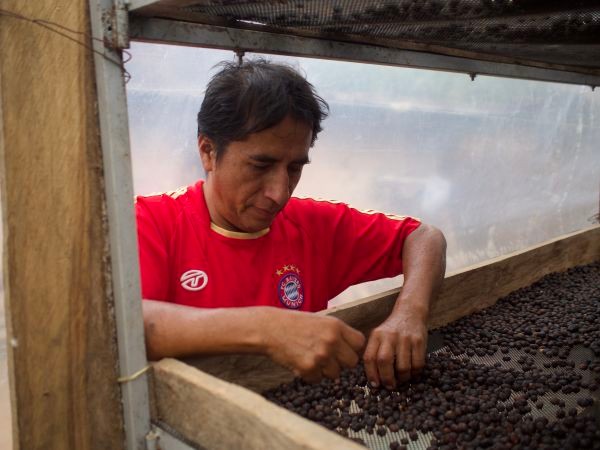 Třídění kávy Peru Luz Mely Sanchez