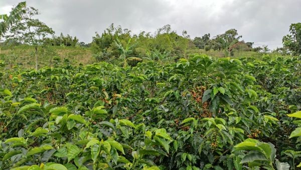 Plantáž kávy Kolumbie Villa Betulia