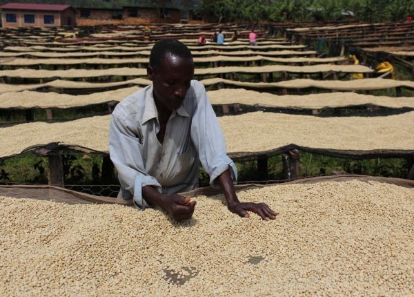 Sušení kávy Burundi Yandaro