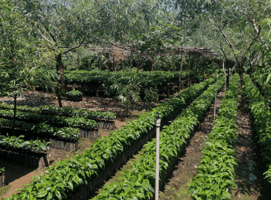 Kávová plantáž jedinečné Guatemala Finca Huixoc Geisha