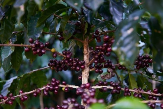 Kávovník káva Guatemala Waykan