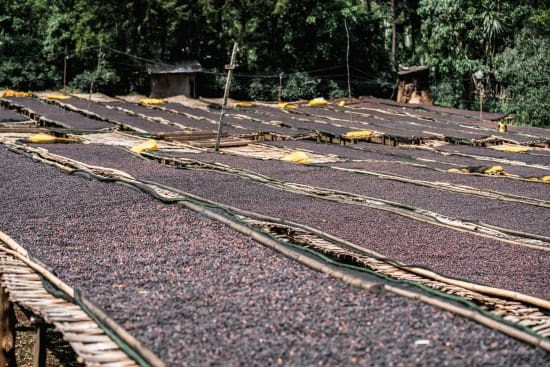 Sušení kávy Guatemala Waykan