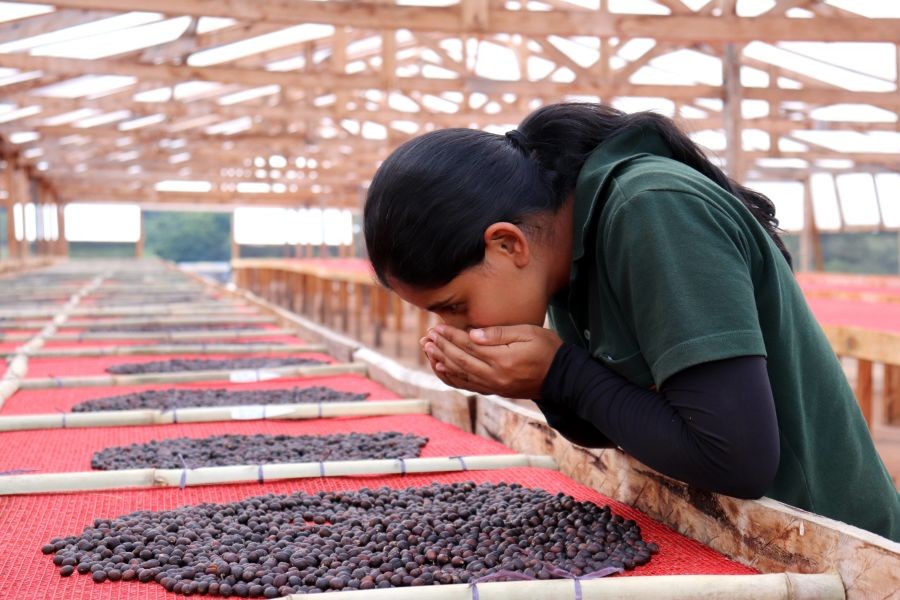Sušení kávy na farmě Samambaia v Brazílii
