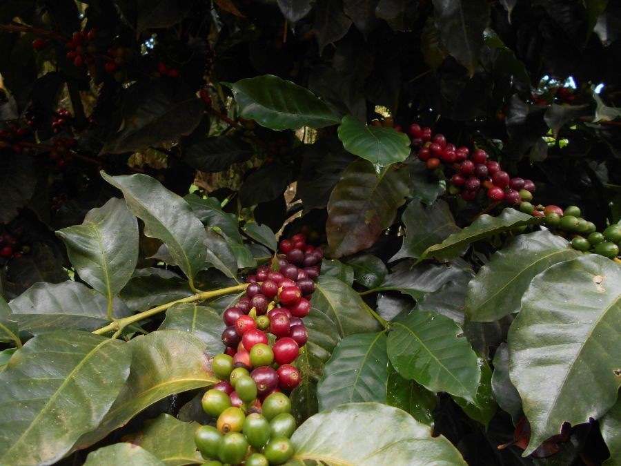 Kávové třešně odrůdy Ají z Kolumbie