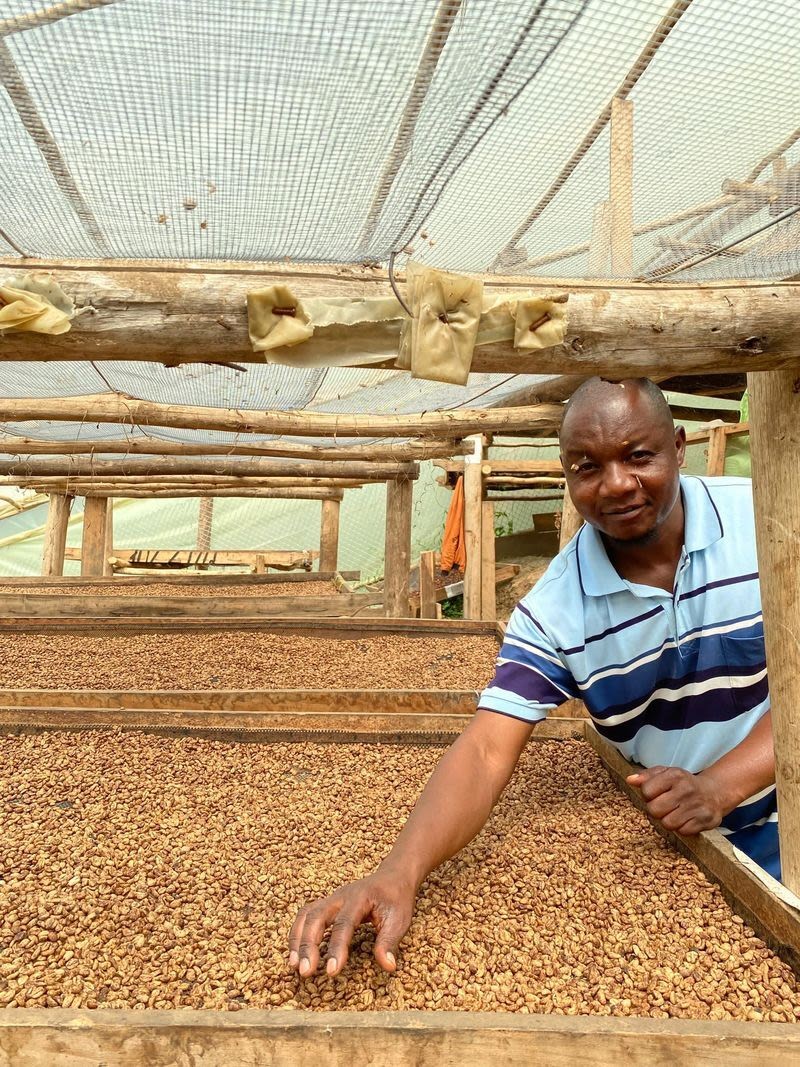 Sušení a zpracování kávy Uganda Mabono