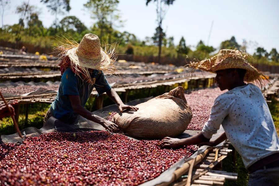 Práce farmářů na kávové Etiopie Ayla Bombe