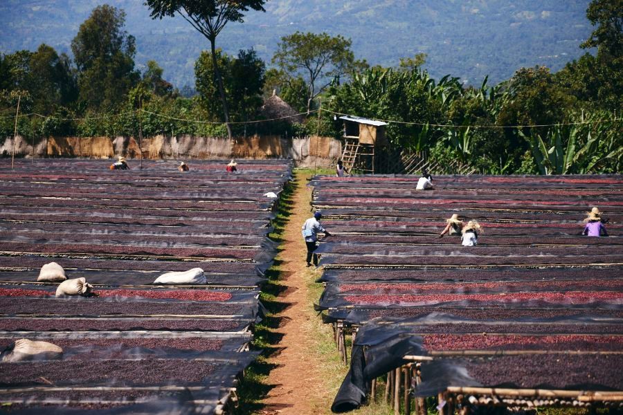 Proces sušení kávových zrn Etiopie Ayla Bombe