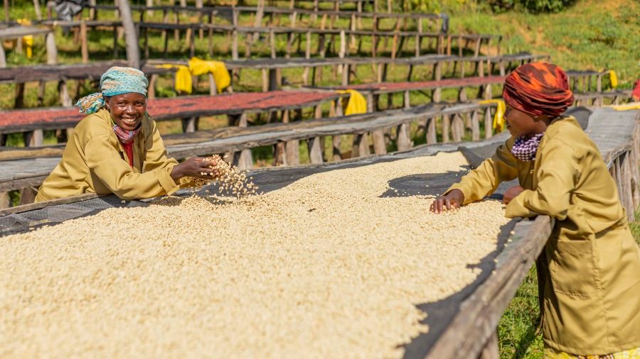 Sušení kávových zrn Rwanda Gasharu Rugori